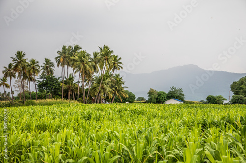 countryside farming nature life with backdrop mountains green grass 