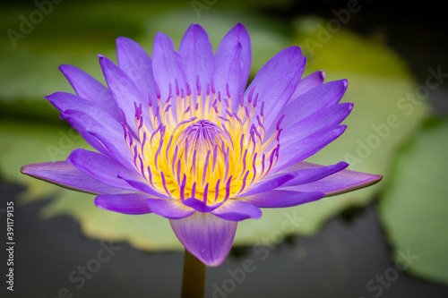 close up purple water lily or purple lotus flower and bee in the pond