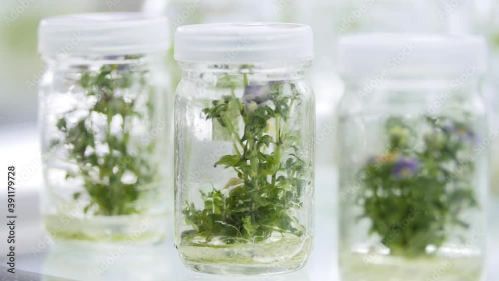 Tissue culture Using new technology Protect the environment Tissue culture Using new technology Protect the environment
