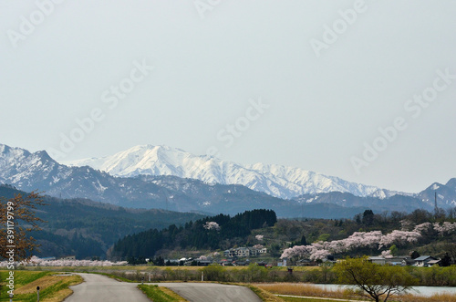 荒川堤防から見た桜