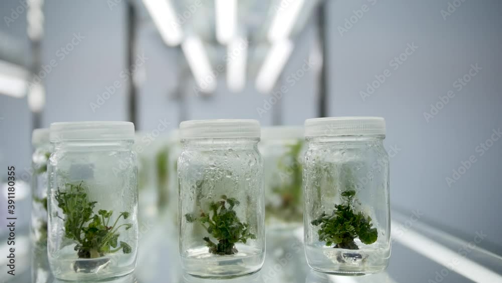 Tissue culture Using new technology Protect the environment Tissue culture Using new technology Protect the environment