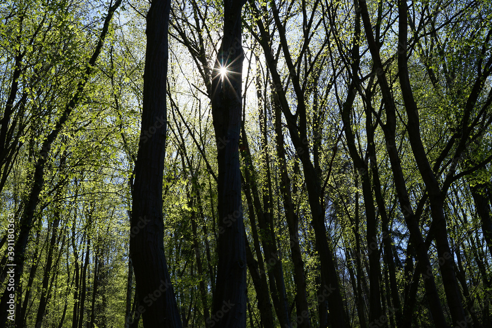 Naklejka premium Sunrays in springs green coloured forest concept