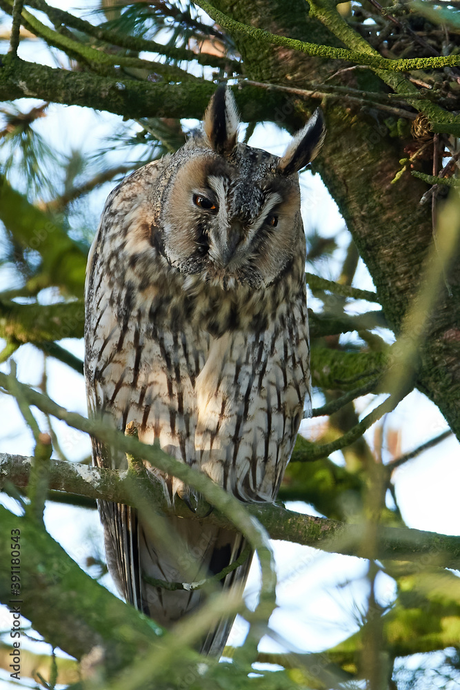 Obraz premium Long-eared owl (Asio otus)