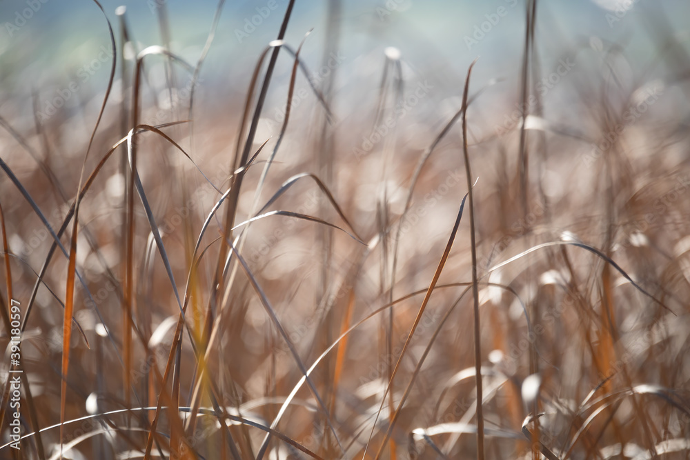 Fototapeta premium Fall orange reeds in morning sun backlight. Brushwood of cane blowing in the wind. Wild grass next to water. Tuft of grass.
