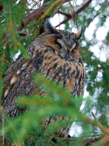 Long-eared owl (Asio otus)