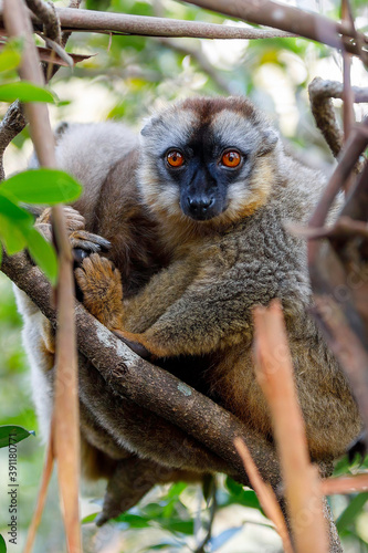 Common brown lemur  Eulemur fulvus  on the tree  in natural habitat  Andasibe - Analamazaotra National Park  Madagascar wildlife