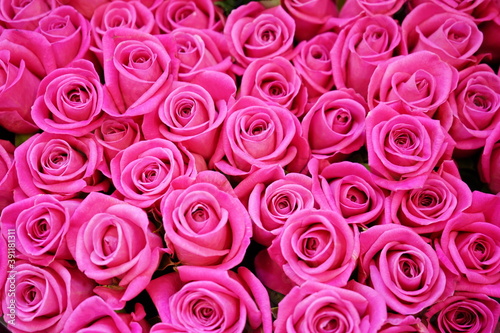 bright pink roses background wall of flowers