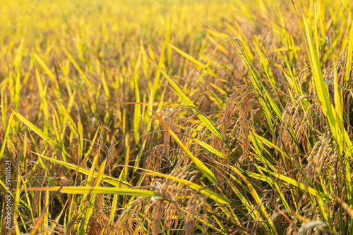 Rice in the paddy field that is ready for harvest in the evening.