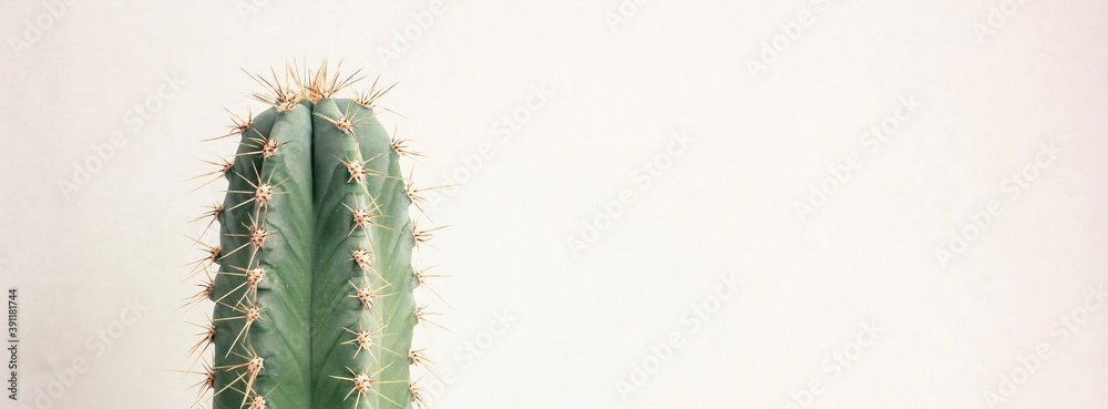 Single cactus on light background. Home plant growing. Natural floral minimal concept. Close up. Banner. Single cactus on light background. Home plant growing. Natural floral minimal concept. Close up. Banner.