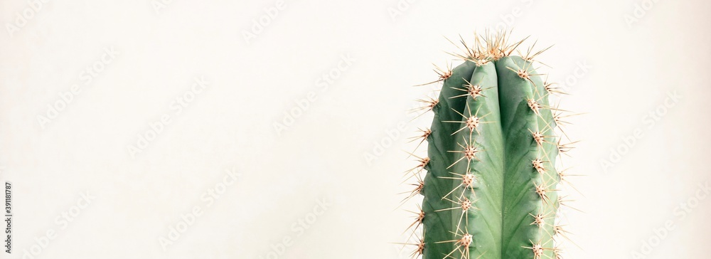 Single cactus on light background. Home plant growing. Natural floral minimal concept. Close up. Banner. Single cactus on light background. Home plant growing. Natural floral minimal concept. Close up. Banner.