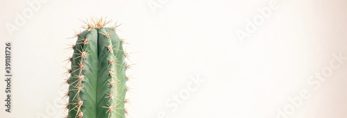 Single cactus on light background. Home plant growing. Natural floral minimal concept. Close up. Banner.