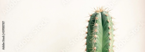 Single cactus on light background. Home plant growing. Natural floral minimal concept. Close up. Banner.