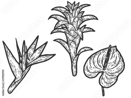 Tropical flowers set. Engraving vector illustration. Sketch scratch board imitation.