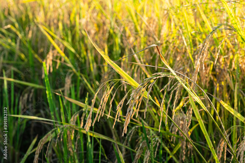 Rice in the paddy field that is ready for harvest in the evening.
