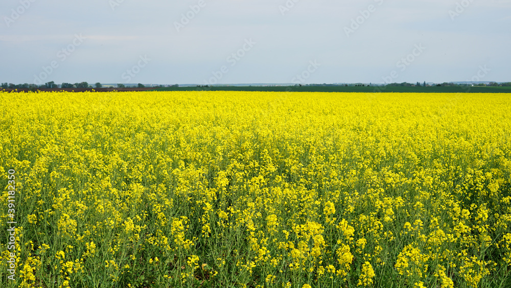 Fototapeta premium Endless yellow rapeseed field, used for producing canola oil or bio fuels