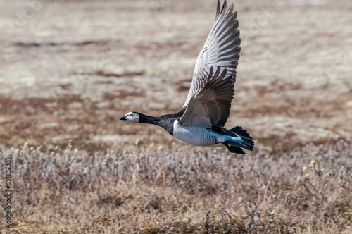 Barnacle Goose (Branta leucopsis) in Barents Sea coastal area, Russia