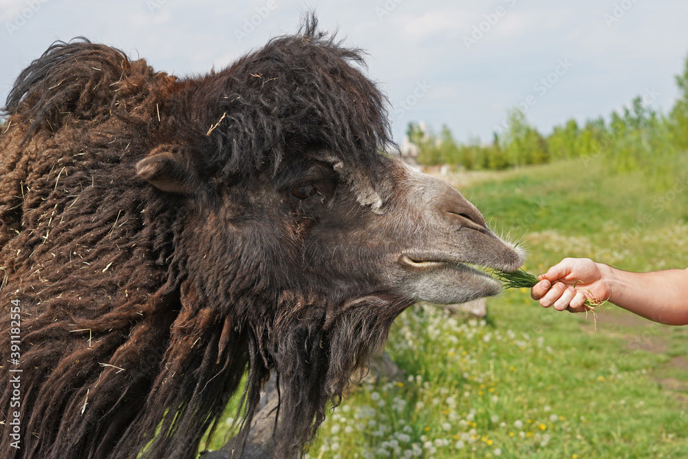 Fototapeta premium Camel feeding with grass is popular activity in zoo, man hand