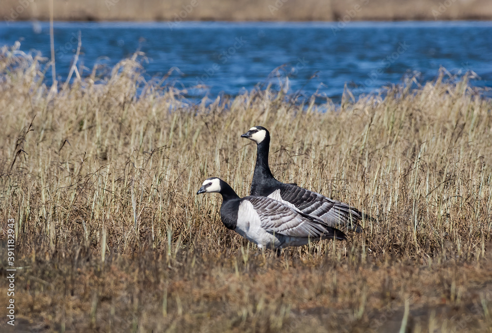 Barnacle Geese (Branta leucopsis) in Barents Sea coastal area, Russia Barnacle Geese (Branta leucopsis) in Barents Sea coastal area, Russia