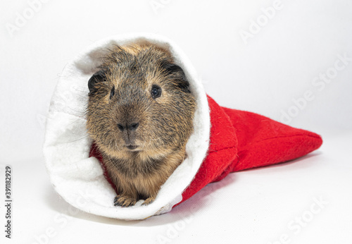 Guinea pig meets Christmas