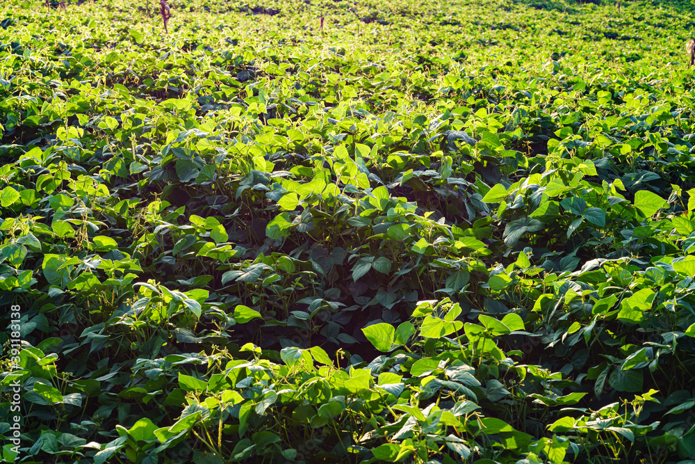 Green soybean field in sunny summer weather.