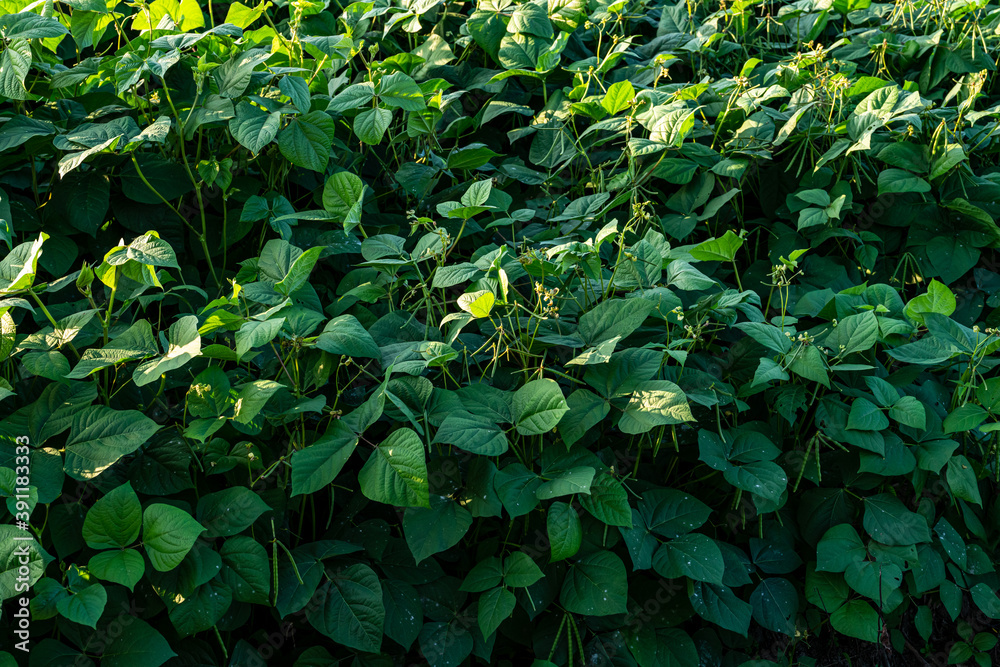 Green soybean field in sunny summer weather. Green soybean field in sunny summer weather.