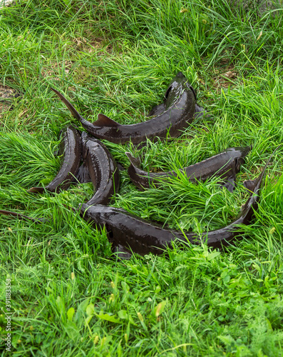 Fresh sturgeon fish and carp on green grass photo