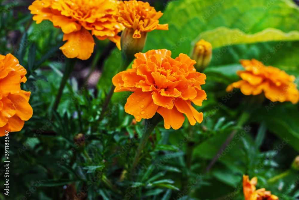 Pretty orange flowers of autumn marigolds Pretty orange flowers of autumn marigolds