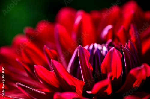 ダリヤの花びら photo