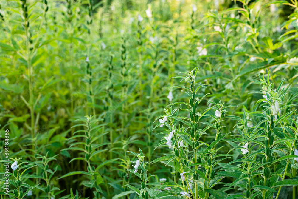 Farmland in the growth of sesame on tree in sesame plants. Farmland in the growth of sesame on tree in sesame plants.