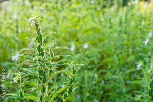 Farmland in the growth of sesame on tree in sesame plants.
