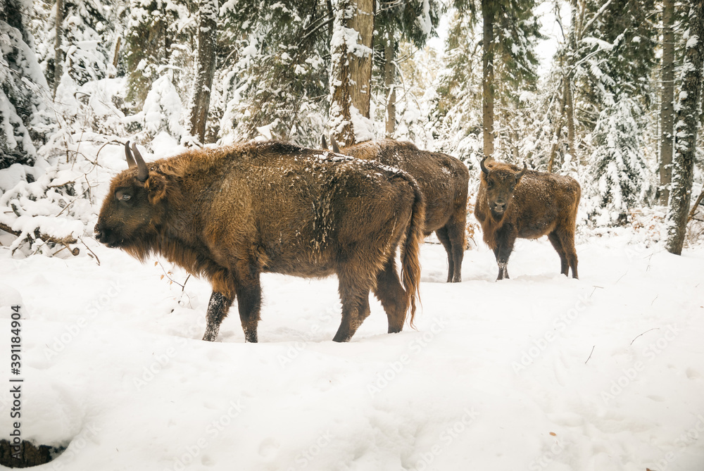 A family of European bisons / visents in their natural habitat. Winter in the Carpathian forest. Wildlife in Eastern Europe, Bieszczady National Park, Poland. A family of European bisons / visents in their natural habitat. Winter in the Carpathian forest. Wildlife in Eastern Europe, Bieszczady National Park, Poland.