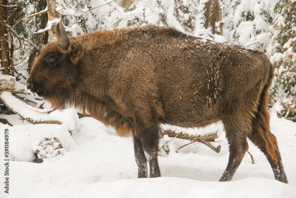 Bison bonasus. Profile of a wild visent in its natural habitat. Winter woods in the Carpathian Mountains, Bieszczady National Park, Poland. Bison bonasus. Profile of a wild visent in its natural habitat. Winter woods in the Carpathian Mountains, Bieszczady National Park, Poland.