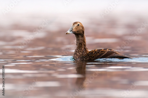 Photography Common eider (Somateria mollissima), with the beautiful orange coloured water surface