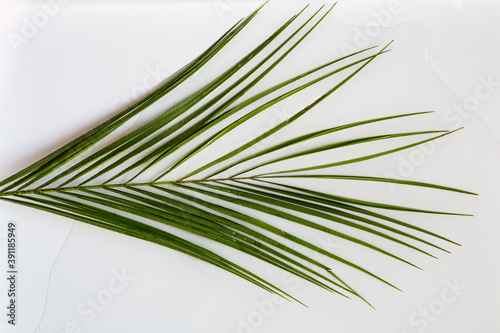 tropical coconut leaf isolated on white background with water  summer background