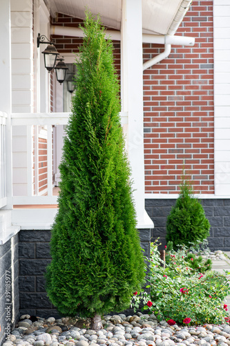 Cuadro en lienzo thuja smaragd in landscape design
