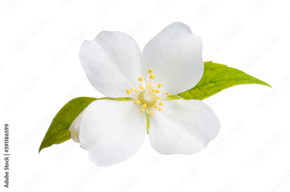 Obraz premium jasmine flowers isolated