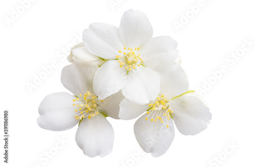 jasmine flowers isolated