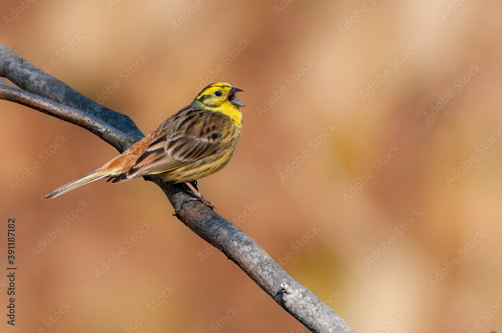Fototapeta premium Yellowhammer (Emberiza citrinella), with beautiful orange background. Colorful song bird with yellow feather sitting on the branch in the mountains. Wildlife scene from nature, Czech Republic