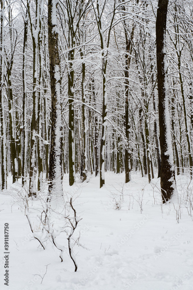 frosty winter woodlands