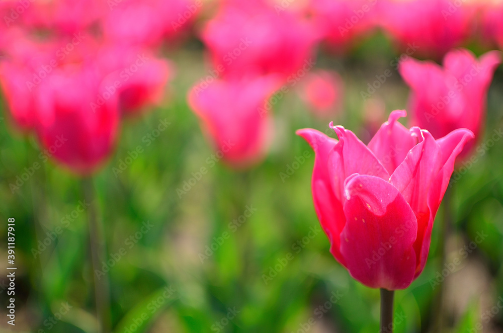 赤いチューリップ