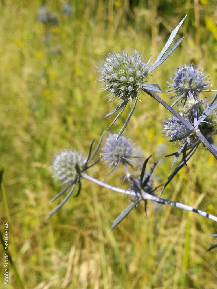 flowers in the field