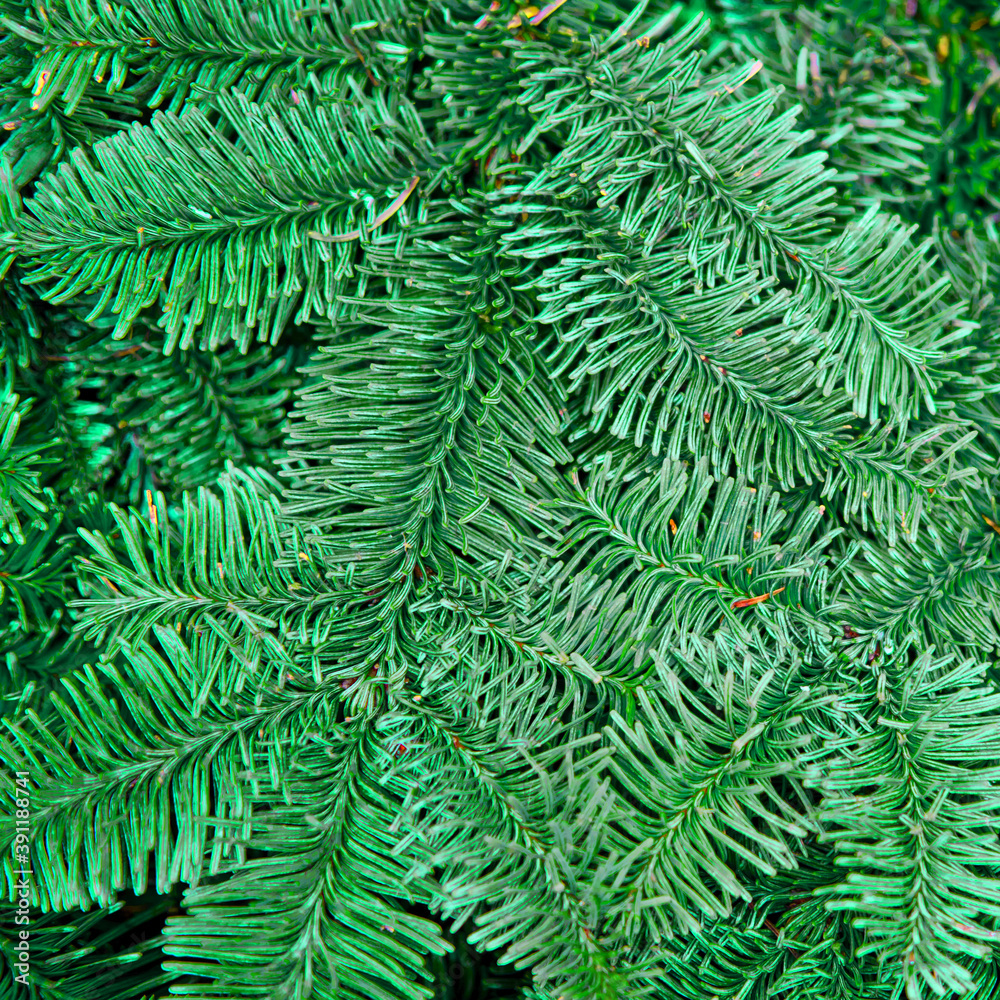 Background of green branches of a natural Christmas tree. Tinsel decorations for new year and christmas, copy space Background of green branches of a natural Christmas tree. Tinsel decorations for new year and christmas, copy space