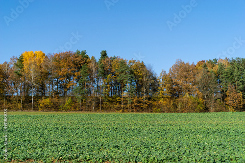 Bunte Herbstbäume vor einem grün bewachsenen Feld. Lindenhardt, Bayern, Deutschland. 2020. (2)