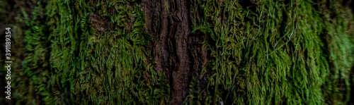 texture of tree bark covered with moss 