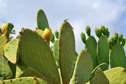View of a cactus pear (Indian fig) fruit on tree in Antalya, Turkey.