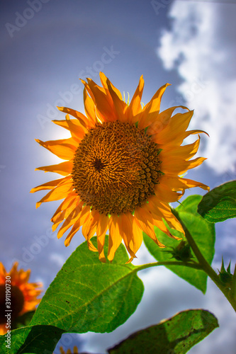 beautiful sunflower in daytime with blue sky