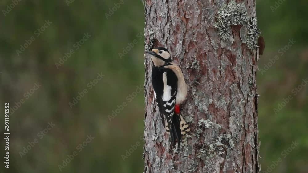 Great spotted woodpecker, Dendrocopos major on an old Pine tree during a dull day in Estonian boreal forest. Great spotted woodpecker, Dendrocopos major on an old Pine tree during a dull day in Estonian boreal forest.