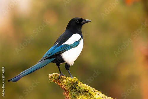 Eurasian magpie, pica pica, sitting on moss branch in summer nature. Dark bird with turquoise wings and tail looking in green bough. Feathered animal watching on twig. © WildMedia