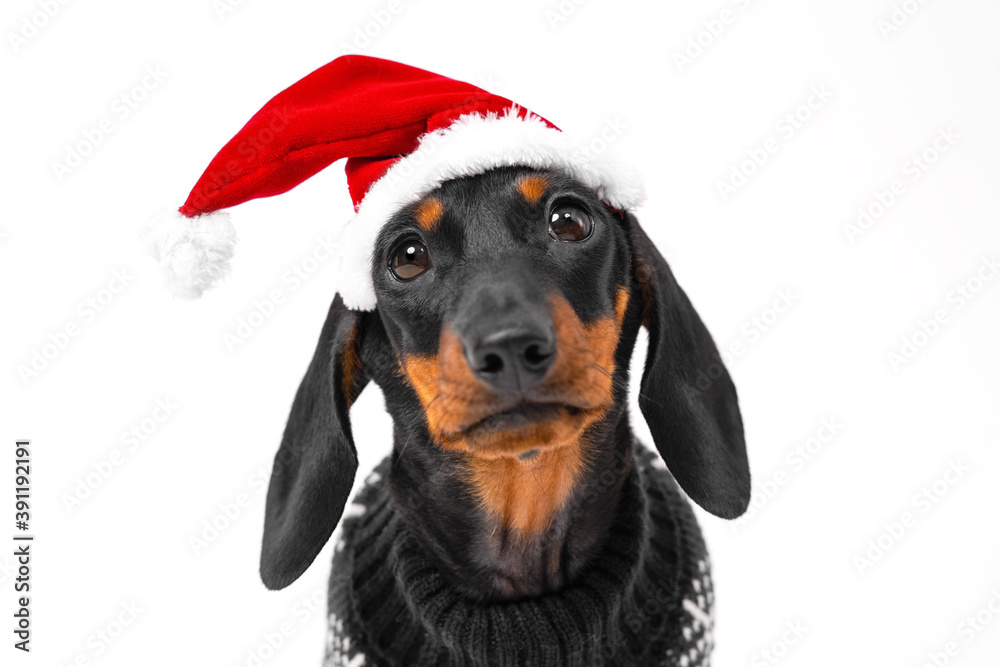 Christmas dachshund puppy dog wearing santa hat and sweater looking at the camera