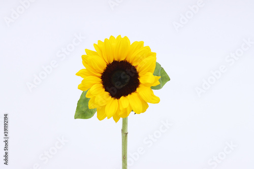 sunflower isolated in white background